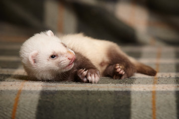 Nice ferret baby