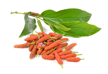 Long Pepper isolated on white background