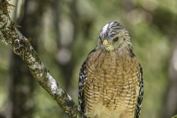 Red-Shouldered Hawk