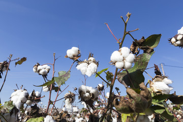 Cotton fields white with ripe cotton ready for harvesting