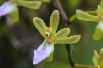 Fototapeta na wymiar wild orchids in forest of Thailand