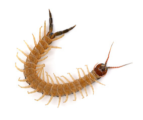 centipede on white background