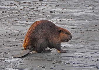 Beaver on beach © Loren Masseth