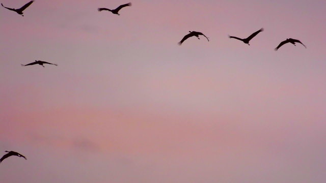 Group of migrating Common Cranes or Eurasian Cranes (Grus Grus) bird flying high up in the air during an autumn sunset.
