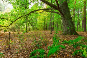 Fototapeta premium Autumnal forest landscape