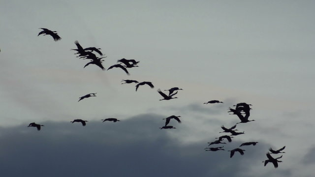 Group of migrating Common Cranes or Eurasian Cranes (Grus Grus) bird flying high up in the air during an autumn sunset.