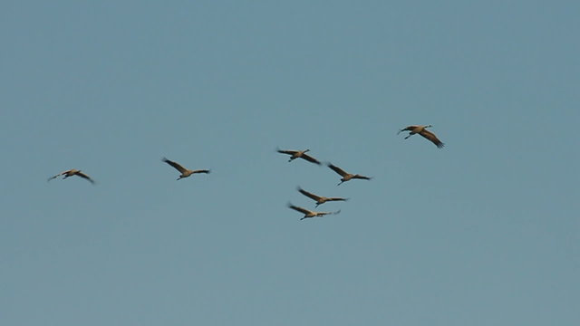 Group of migrating Common Cranes or Eurasian Cranes (Grus Grus) bird flying high up in the air during an autumn day.