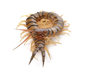 centipede on white background