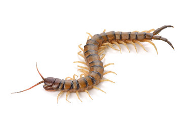 centipede on white background