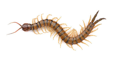 centipede on white background - 93580305