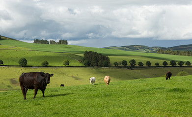Dairy Cows in a Scottish Landscape
