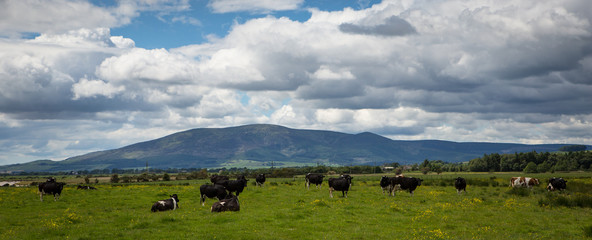 Fototapeta na wymiar Dairy Cows in a Scottish Landscape