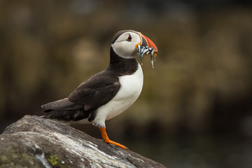 Puffin with Sandeels