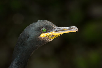 Portrait of a Shag