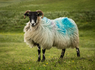 Fototapeta premium Hebridean Sheep
