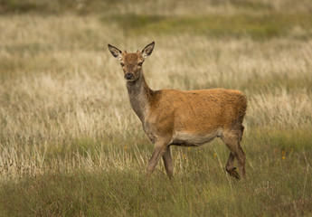 Red Deer