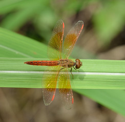 Dragonfly on the grass