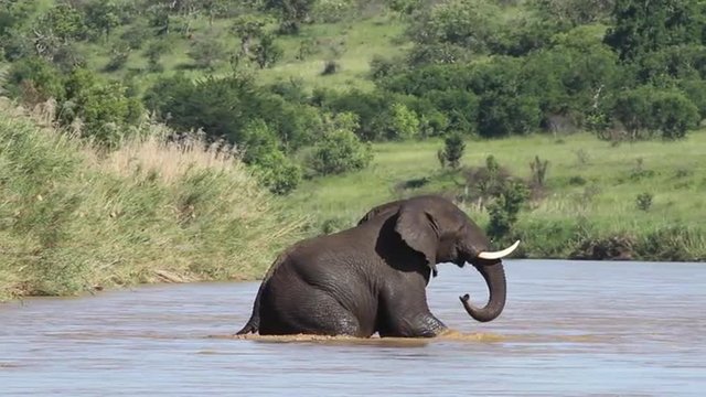 Single adult African elephant crossing the Imfolozi river in a South African game reserve.