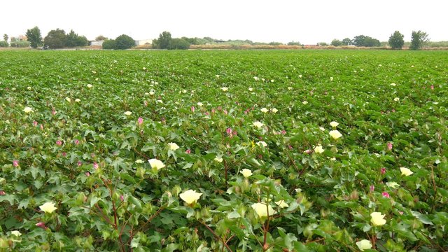 A field of cotton plants with unripe bolls and flower with leaf (4K)