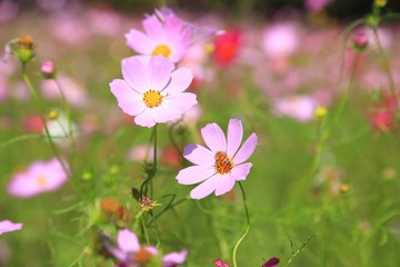 Fototapeta premium コスモスと蜂