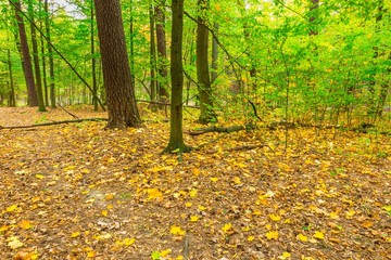 Autumnal forest landscape