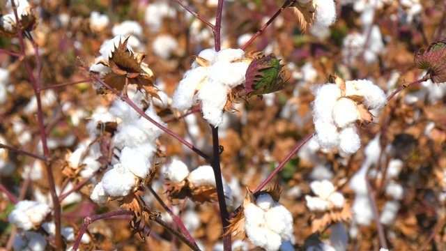 Cotton Plant Ready to Harvest (4K)