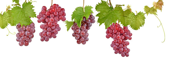 red grapes isolated on white background