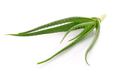 aloe vera fresh leaf isolated white background