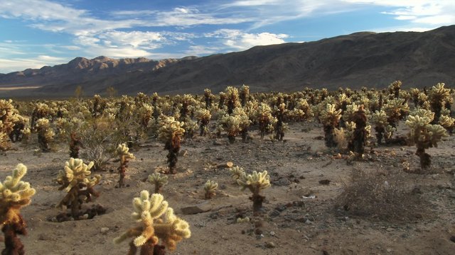 Desert landscape and Cholla Cactus Garden, Joshua Tree National Park, pan, 4K Ultra HD