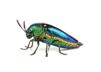  metallic wood-boring beetle  isolated on white background.