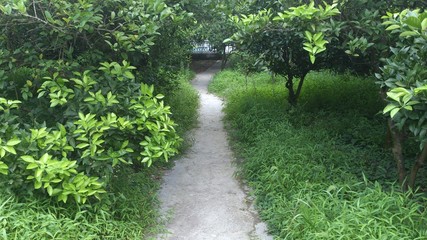 Naklejka premium Way thru a green garden.