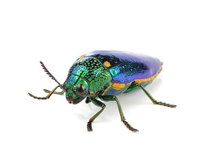  metallic wood-boring beetle  isolated on white background.