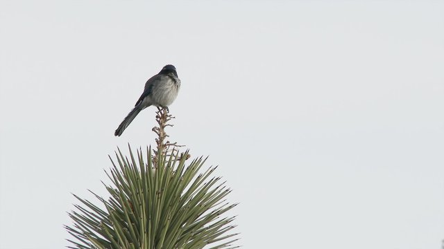 Songbird sits on a Joshua Tree in Joshua Tree National Park, 4K Ultra HD