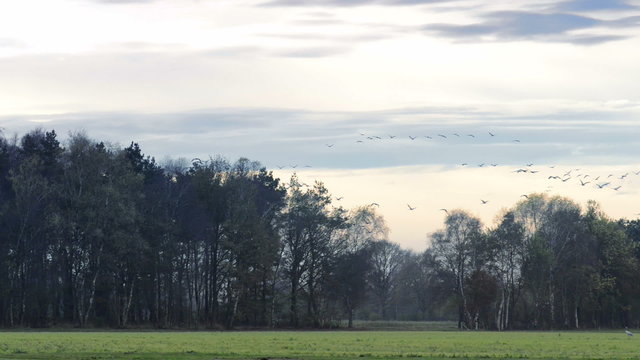 Group of migrating Common Cranes or Eurasian Cranes (Grus Grus) bird flying up in the air during an autumn day.