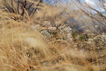 初冬のミヤマコウゾリナ/千畳敷カールの植物です.