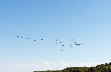 Canada geese flying