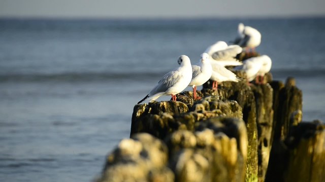 Lachm&ouml;wen in der Ostsee auf Buhnen