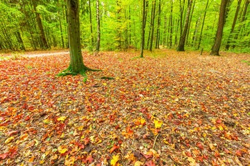 Autumnal leaves on ground