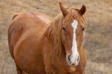 Close up of horse.