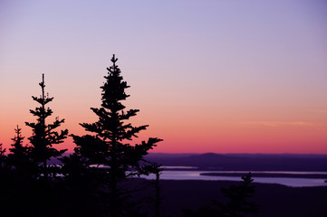 pine trees in dusk twilight on top of mountain