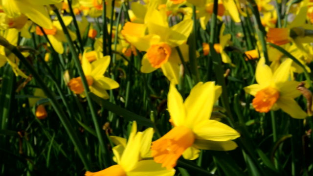 Yellow Daffodils or Narcissus flowers in the wind.