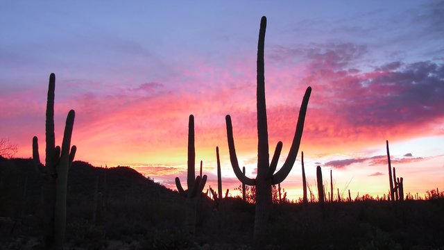 A southwest sunrise in Saguaro National Park, Tucson, Arizona