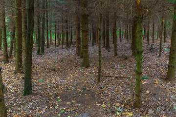 Dark autumnal larch forest