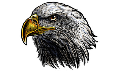 Bald eagle head draw and paint on white background vector illustration.