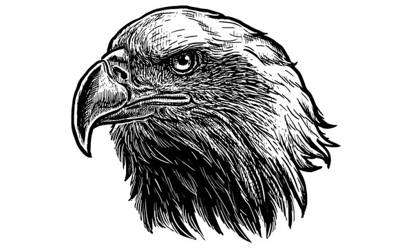 Bald eagle head draw and paint on white background vector illustration.