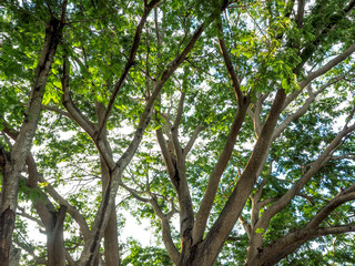 Fototapeta premium abstract closeup leaf of big tree at sunrise