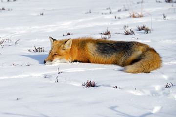 Red Fox Sleeping in the Snow