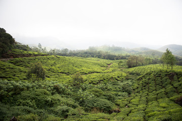 Fototapeta na wymiar Greenery in Eravikulam National Park
