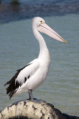 Fototapeta na wymiar Pelican at seashore