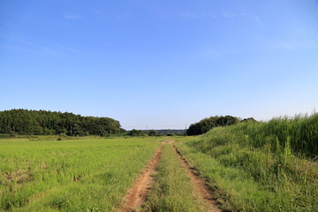 森まで続く里山のあぜ道